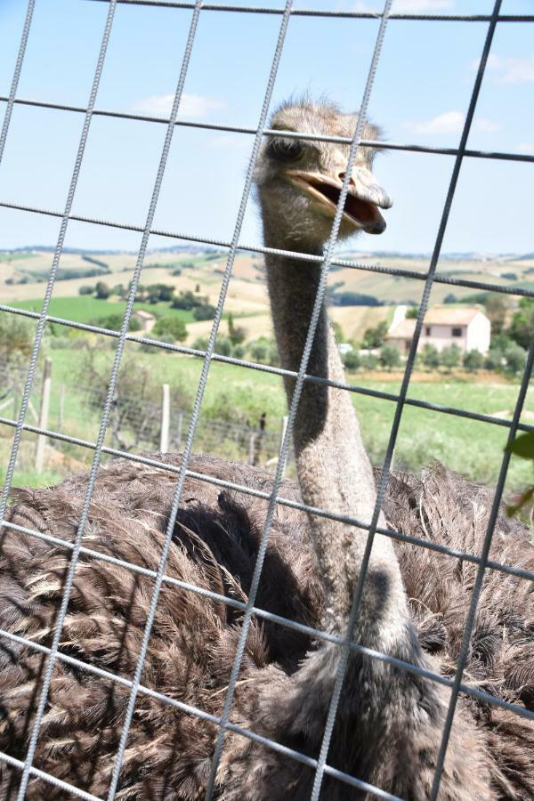 Fattoria Country Village Montecarotto Εξωτερικό φωτογραφία